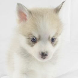 Pomeranian and Pomsky Puppies from Spillman's Specialty Breeding