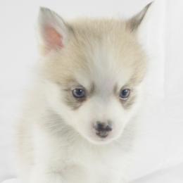 Pomeranian and Pomsky Puppies from Spillman's Specialty Breeding