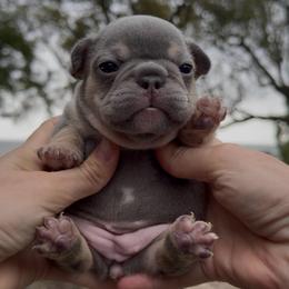 Lilac and Tan Female - Tricolors female French Bulldog puppy in Gulf Breeze, Florida from SW Frenchies