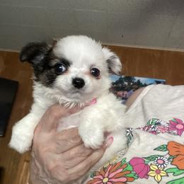 Brody - Black and white male Chihuahua puppy in Red Bluff, California from Aye Chihuahua