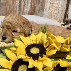 German Shorthaired Pointer and Labradoodle Puppies from Faddis Family Farms