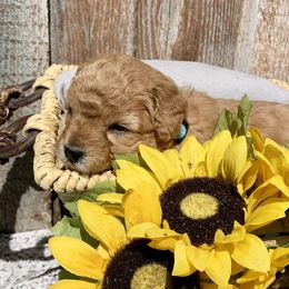 German Shorthaired Pointer and Labradoodle Puppies from Faddis Family Farms