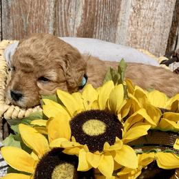 German Shorthaired Pointer and Labradoodle Puppies from Faddis Family Farms