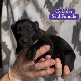 Cobbler - Black seal female German Shepherd puppy in New Cambria, Missouri from Des Hausraben Shepherds