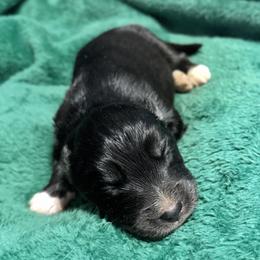 Cupid - Black and white male Siberian Husky puppy in Mechanicsville, Virginia from Shinko Siberians