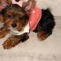 SMALL MARIE - Black and gold female Yorkshire Terrier puppy in Maple Heights, Ohio from Yorkiesllc