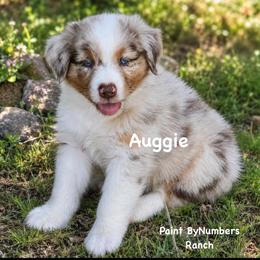 Auggie - Red merle male Australian Shepherd puppy in Magee, Mississippi from Paint ByNumbers Ranch