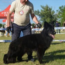 Garry - German Shepherd