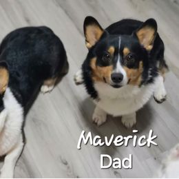 Pembroke Welsh Corgi Puppies from Dixieland Corgis