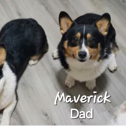 Pembroke Welsh Corgi Puppies from Dixieland Corgis