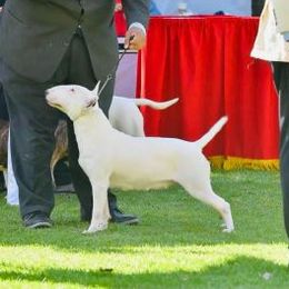 Vicki - Bull Terrier