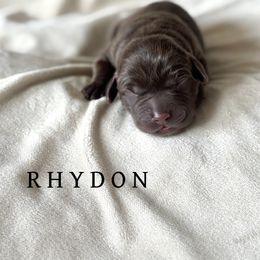 Rhydon - Chocolate male Dilute Retriever puppy in Susanville, California from Bitterbrush Farm & Apiary