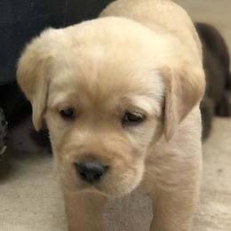 Dachshund and Labrador Retriever Puppies from Mountain Farm Dachshunds & English Labs
