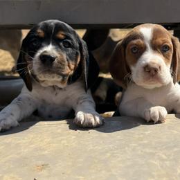 Beagle Puppies from Hales Little Beagle Haven