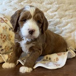 Theo - Apricot male Goldendoodle puppy in Scottsdale, Arizona from Cockadoodle Poo Puppies