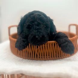 Beau - Black male Goldendoodle puppy in North Carolina from Tuxedo Mountain Doodles