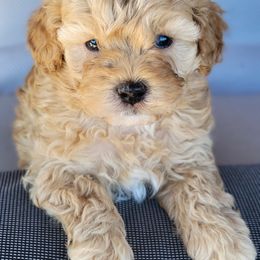 Larry - Gold male Shihpoo puppy in Limestone, Tennessee from Pilot Hill Teddy Bear Puppies
