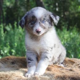Splash - Blue merle male Australian Shepherd puppy in Grapeland, Texas from Smokin K Aussies