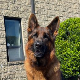 Coman - Black and red male German Shepherd puppy in Warwick, Rhode Island from Karma Kennels