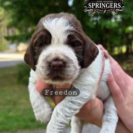 Freedom - Liver white and roan male English Springer Spaniel puppy in Ocoee, Tennessee from Ocoee Mountain Springers