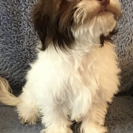 Havanese from Cynthia's Havanese