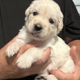 Ms. Yellow - Light golden female Golden Retriever puppy in Crestview, Florida from Pushin’ Sand Goldens