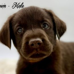 Brown - Chocolate male Labrador Retriever puppy in San Diego County, California from Travis’ Chocolate Labradors