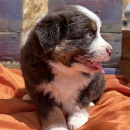 Boy 2 - male Miniature Australian Shepherd puppy in Granbury, Texas from Jubilee Acres