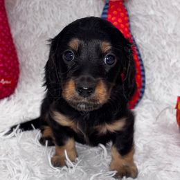 Light blue collar - Black and tan male Dachshund puppy in Chicago, Illinois from RGZ Doxies