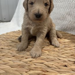Blue - Apricot male Goldendoodle puppy in El Campo, Texas from Diamond C Doodles