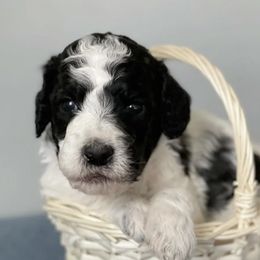 Goldendoodle Puppies from Ivie Mountain Doodles