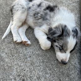 Border Collie Puppies from Roaring River Border Collies