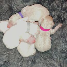 Poodle Puppies from Leah Reeves
