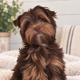 Ace - Chocolate, tan and white male Yorkshire Terrier puppy in Dalton, Georgia from Southern Charm Precious Paws