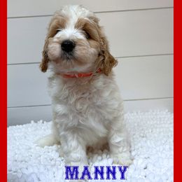 Manny - Parti male Goldendoodle puppy in North Conway, New Hampshire from Arbor Grace Doodles