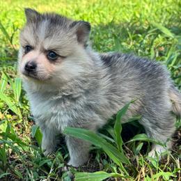 Sion - Silver and white male Pomsky puppy in Boonville, Indiana from Elysian Pomskies