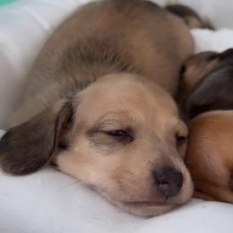 Peanut - Cream male Dachshund puppy in California from Wooofyland LLC