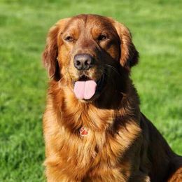 Bernedoodles and Goldendoodles from Doting Doodles