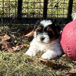 Skyla - Black tan and white female Biewer Terrier puppy in Philipsburg, Pennsylvania from Happy Valley Biewer Terriers