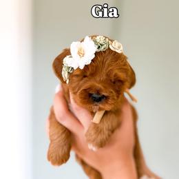 Gia - Red  female Goldendoodle puppy in Salem, Utah from Karmadoodlee