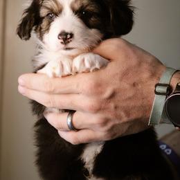 Toby - Black and tan male Pembroke Welsh Corgi puppy in South Otselic, New York from Ridge Top Corgis