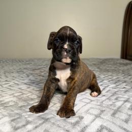 Boy 1 - Brindle male Boxer puppy in Prestonsburg, Kentucky from Bre’s Boxers