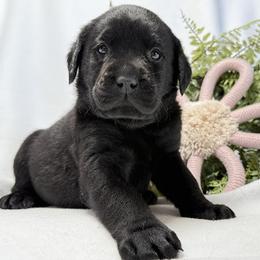 Boy 2 - male Labrador Retriever puppy in Lynn, Indiana from Four Seasons