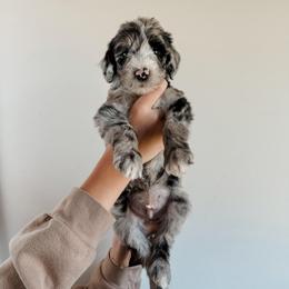 Jonas - Merle male Sheepadoodle puppy in Wabash, Indiana from DOODCompany