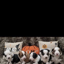 Border Collie Puppies from Breese Border Collies