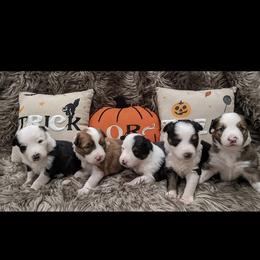Border Collie Puppies from Breese Border Collies