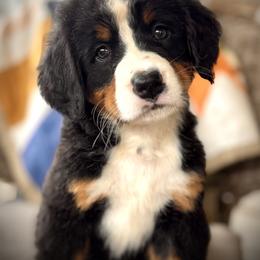 Bernese Mountain Dog Puppies from Timeless Cottage Homestead Bernese
