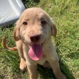 Brave Boy AKC - Golden male Golden Retriever puppy in Joshua, Texas from 3 Gun Retrievers