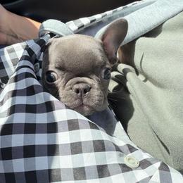 Girl 3 - Blue female French Bulldog puppy in Capac, Michigan from Puddles Palace Puppies