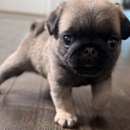 Pug Puppies from Sonya & Olly Pugs